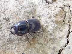 Wood-boring beetle