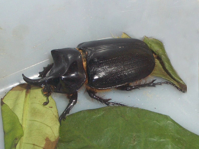 52 Strategus aloeus (Ox Beetle)?
