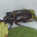 52 Strategus aloeus (Ox Beetle)?
