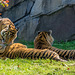 Tiger group, Chester Zoo
