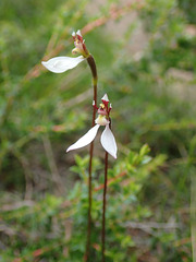 Parson's Bands Orchid aka Bunny Orchid