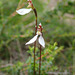 Parson's Bands Orchid aka Bunny Orchid