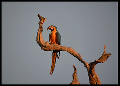 Macaw at sunset
