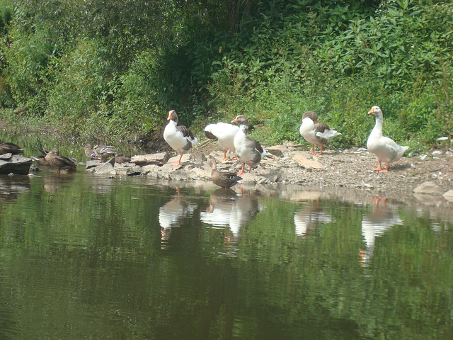 Gänse und Enten am Ufer