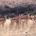 Herd of Impala