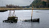 Mute Swan and Boat Wreck