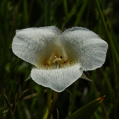 Mariposa Lily / Calochortus apiculatus