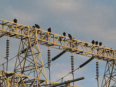 Vultures on TVA power sub-station
