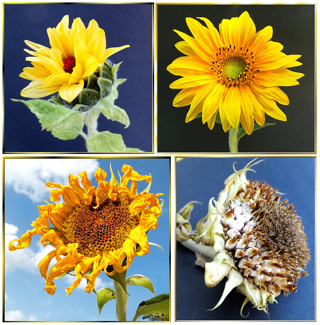 Ein Sonnenblumenleben. ©UdoSm
