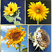 Ein Sonnenblumenleben. ©UdoSm