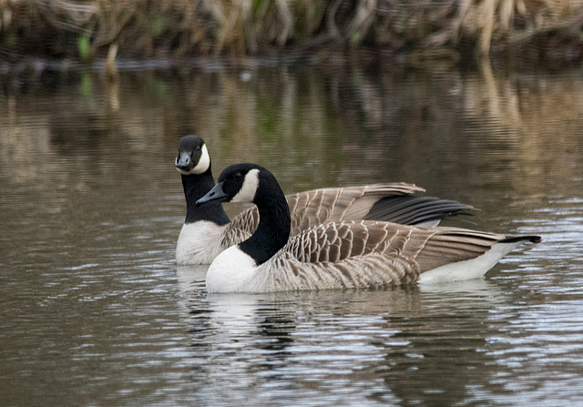 Canada geese (1)