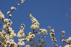 Sloe/Blackthorn (Prunus spinosa) trees in blossom