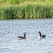 Canada geese (2)