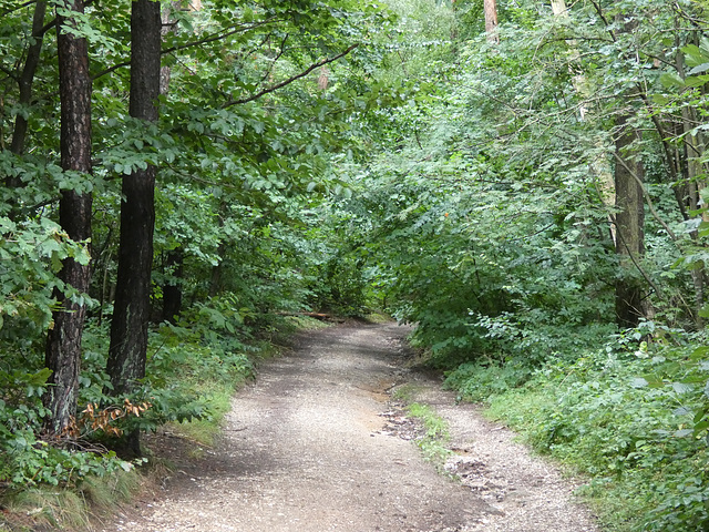 Waldweg am Schwarzerberg