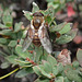Horsefly (Tabanidae)