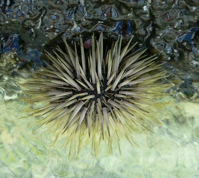 Urchin (Mauritius)