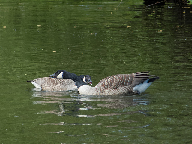 Canada geese at Burton Mere