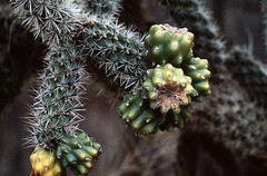 Cactus (6)