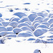 P1360537- Neige moutonneuse - Raquettes combe de léchaud.  13 février 2021