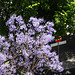 Explosion of  lilac