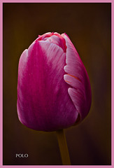 Tulipán de doceava generación