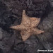 62 Oreaster reticulatus (Cushion Sea Star)