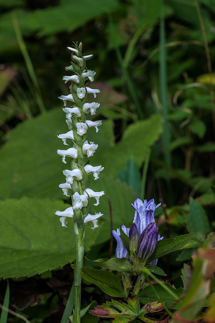 Spiranthes cernua (Nodding Ladies'-tresses orchid) with Gentiana decora (Showy Gentian)