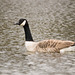Canada goose (1)