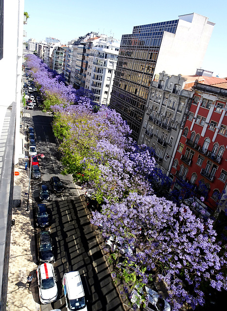 The lilac flowers of the jacarandá appear to announce the summer
