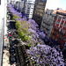 The lilac flowers of the jacarandá appear to announce the summer