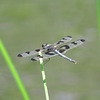 Twelve-spotted skimmer (F)