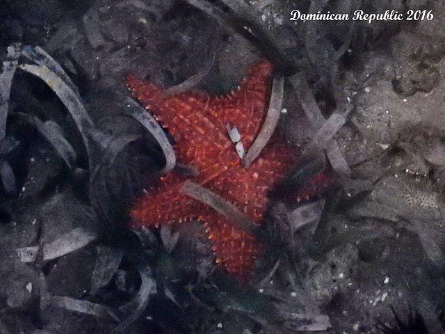 63 Oreaster reticulatus (Cushion Sea Star)