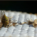 Een wesp op zoek, naar wat ja eigenlijk...         Het is een gedeelte van een (door de bestrijdingsdienst weggehaald) wespennest vol met eitjes en larven... (+ 3x PiP)