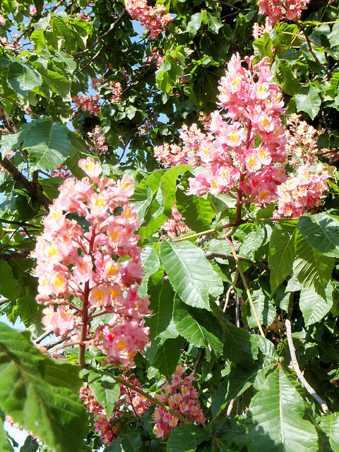 Red blooming Horse Chestnuts. ©UdoSm