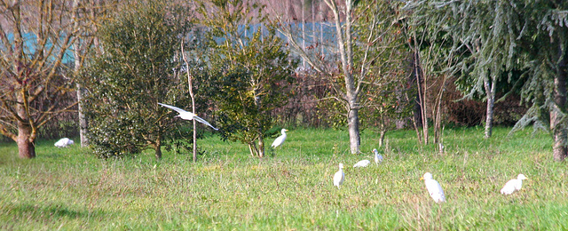 Hérons garde boeufs (Bubulcus ibis)