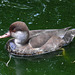 20190901 5546CPw [D~VR] Ente, Vogelpark Marlow