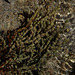 Unusual seaweed