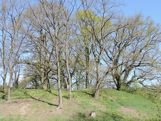 Baumgruppe auf einen Hügel