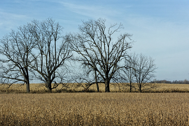 Trees in a Field