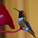 Slow Motion Rufous Hummingbird