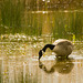 Canada goose, Burton wetlands