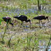 Glossy ibises