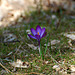 First colour of the year - Crocus