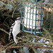 Finally, a downy woodpecker is coming to my feeder.