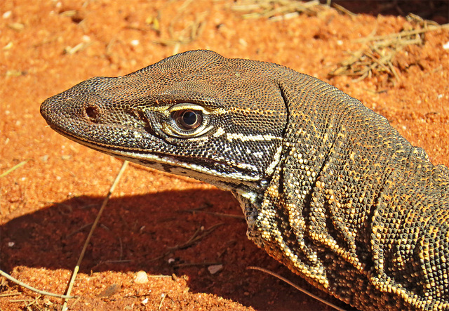 Goulds Waran / Sand Monitor