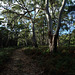 Woodland with White Gumtrees on Maria Island
