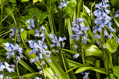 Bluebells with a Canon EF 35-105mm f/3.5-4.5 Lens
