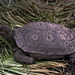 Tortoise in the islands exhibit.