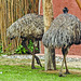 20190901 5552CPw [D~VR] Emu, Vogelpark Marlow
