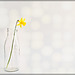 Miniature Daffodil in a Miniature Bottle
